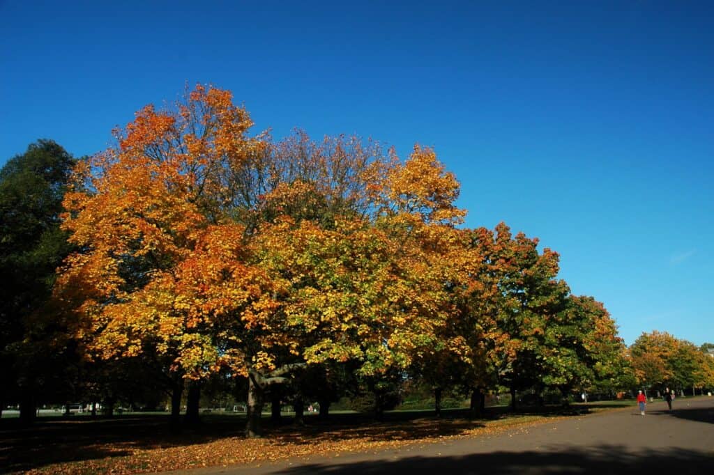 Autumn in a park